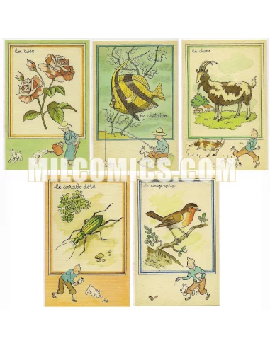 Set De 5 Postales Didácticas Tintín-10